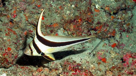 JACKKNIFE FISH .